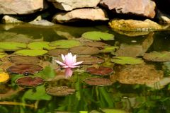 Seerose mit Spiegelung in meinem Gartenteich