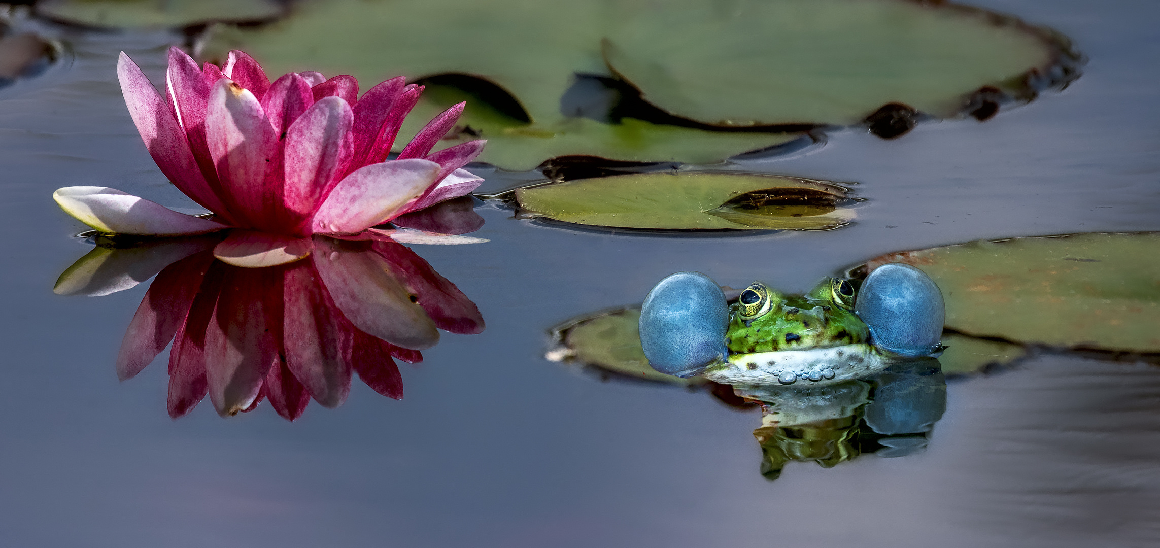 Seerose mit Teichfrosch 002 