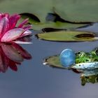 Seerose mit Teichfrosch 002 