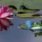 Seerose mit Teichfrosch 002 