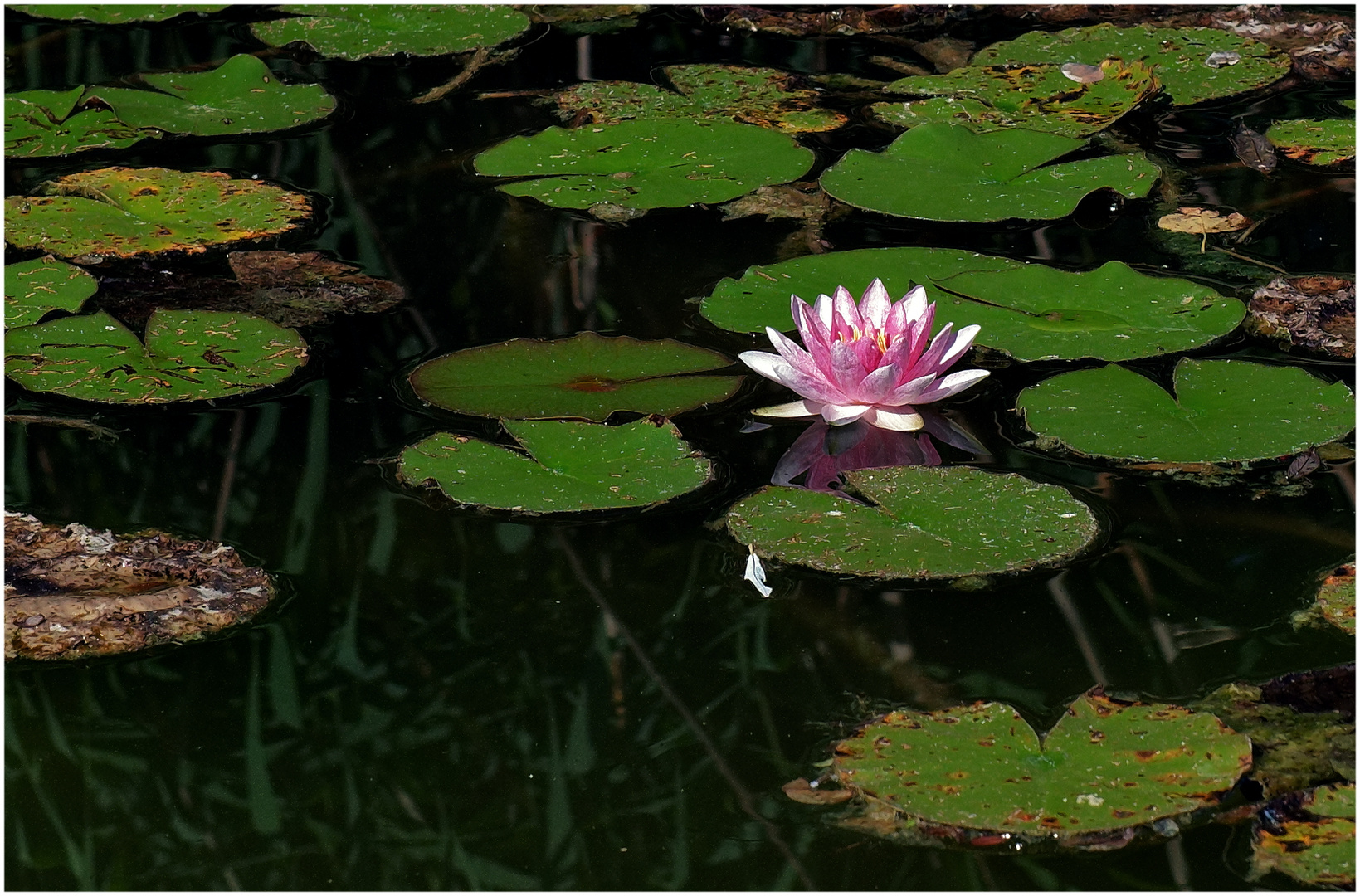 Seerose mit Umgebung