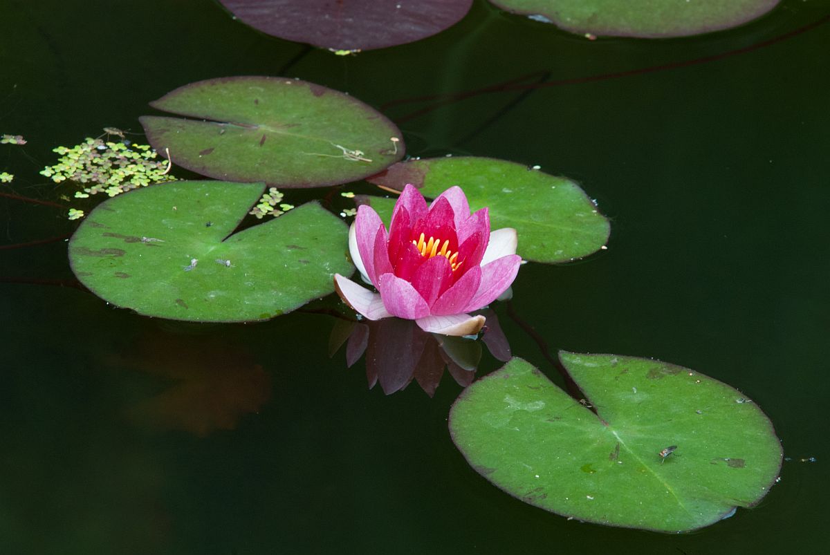 Seerose mit Wasserfloh