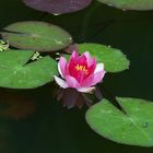 Seerose mit Wasserfloh