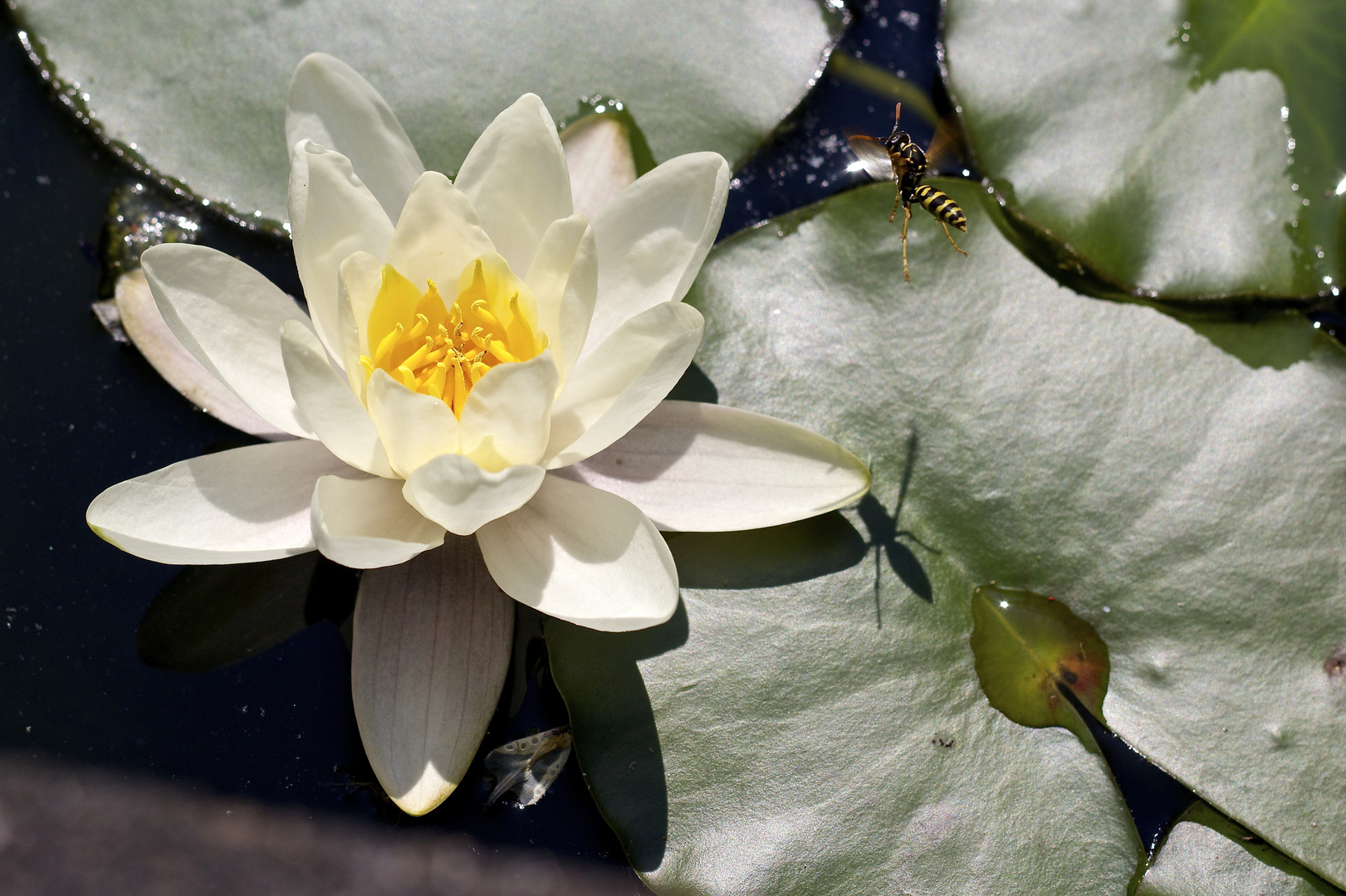 Seerose mit Wespe