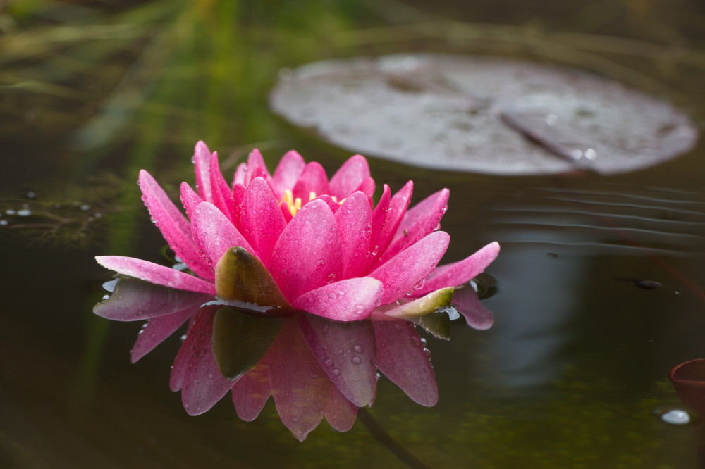 Seerose nach dem Regen