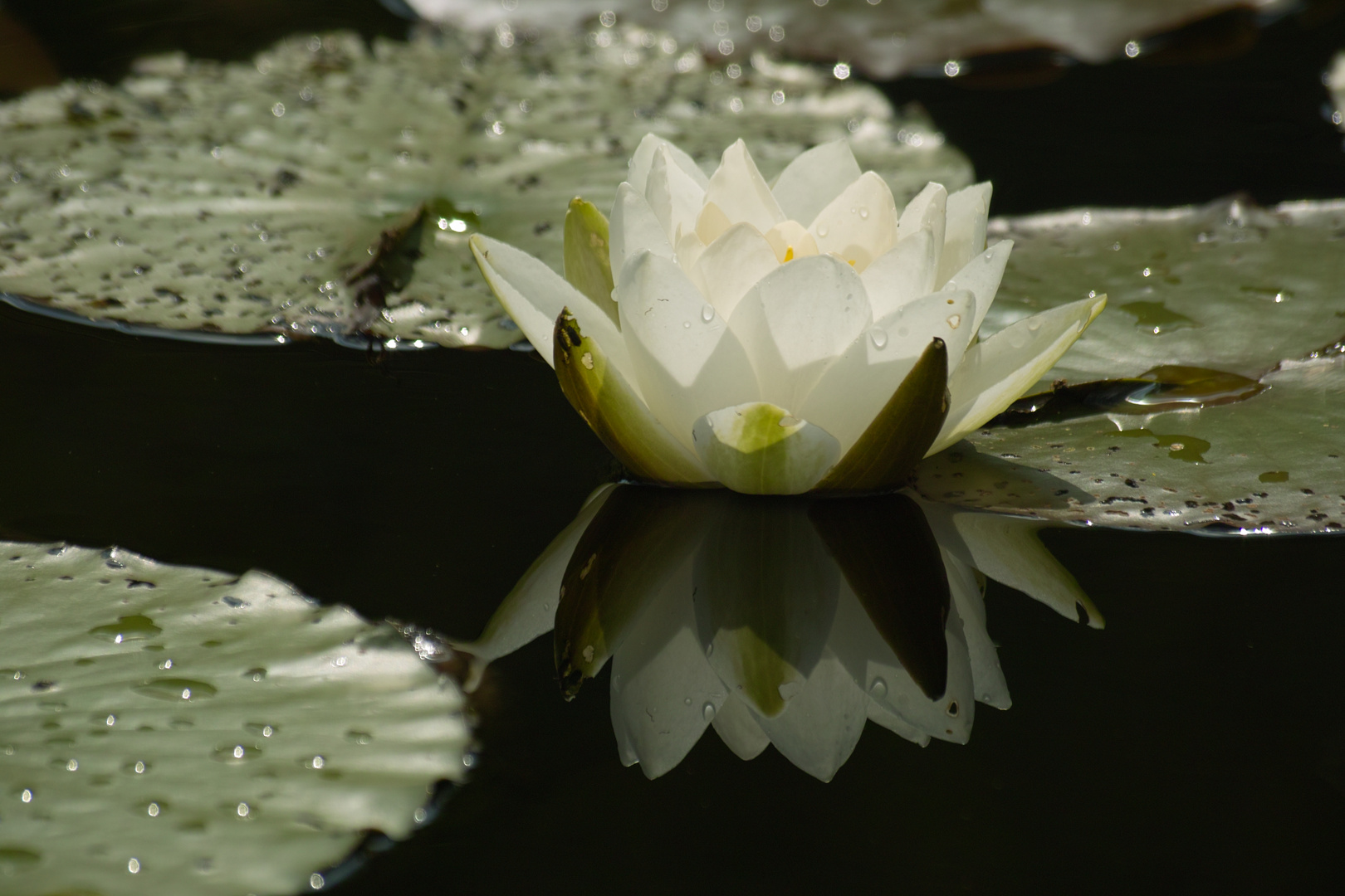 Seerose nach dem Regen