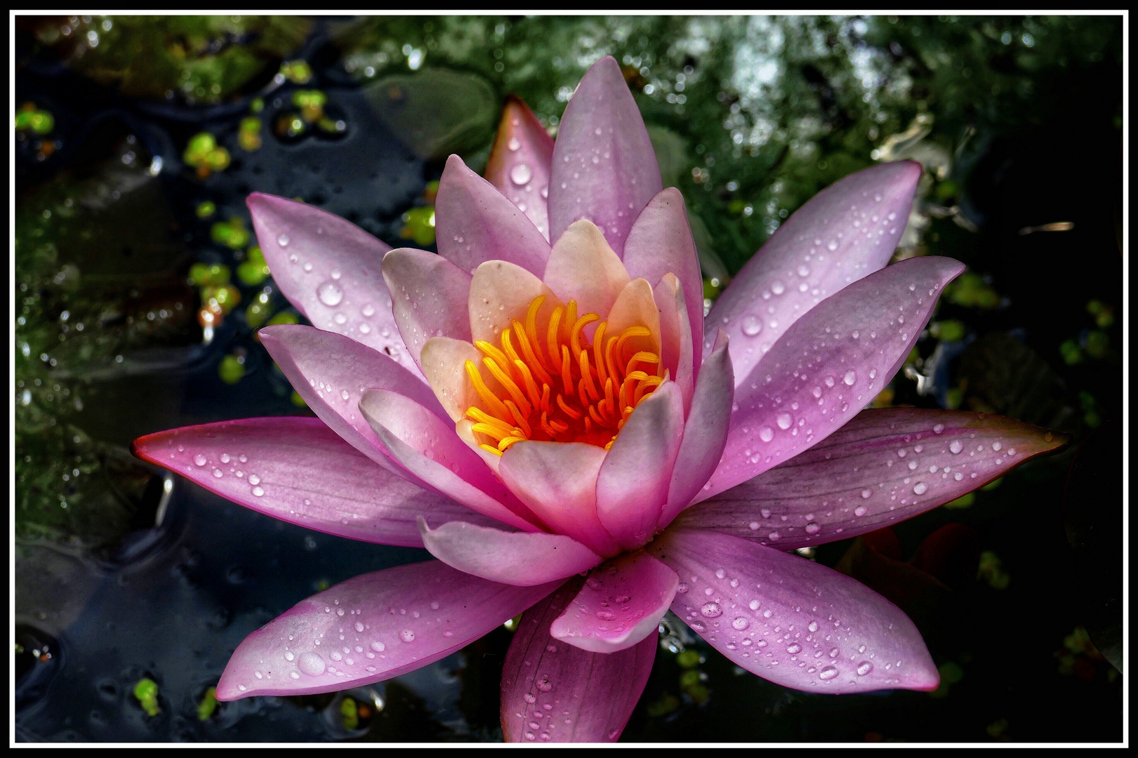 Seerose nach dem Regen