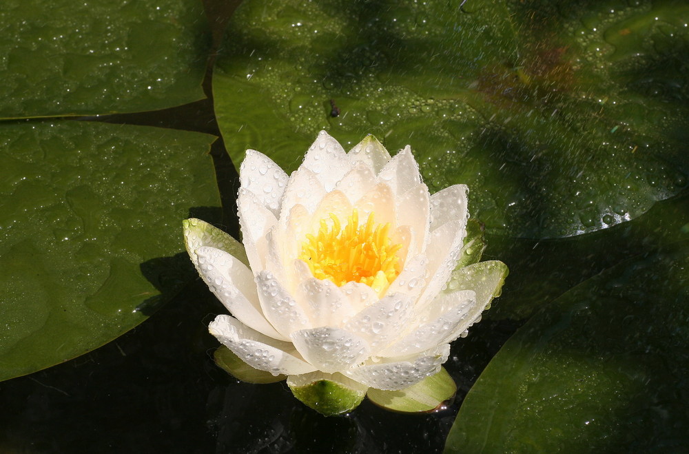 seerose nach dem regen