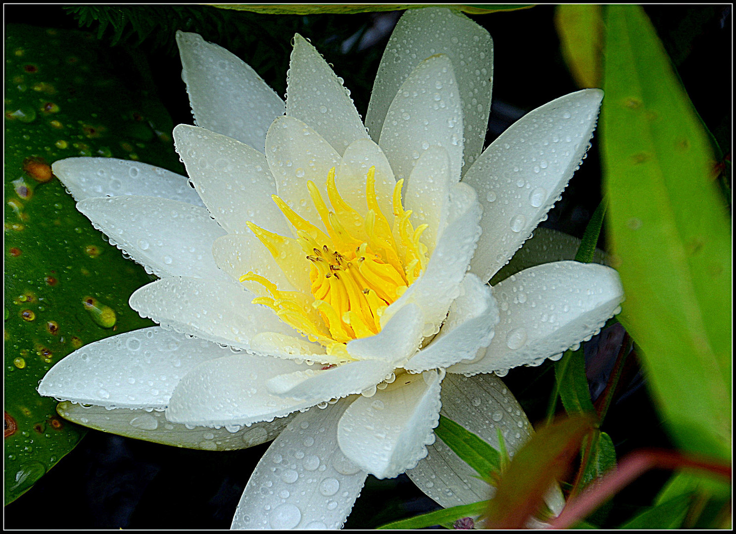 Seerose nach einem Sommerregen....