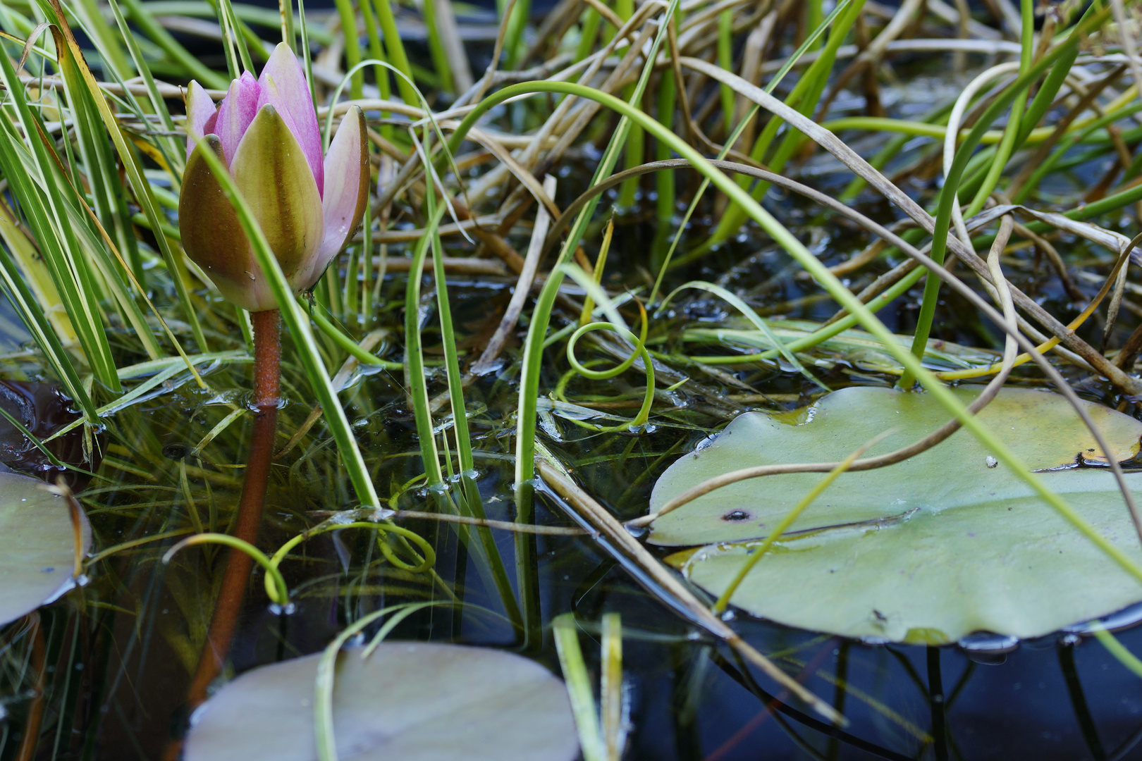 Seerose nach Sonnenuntergang