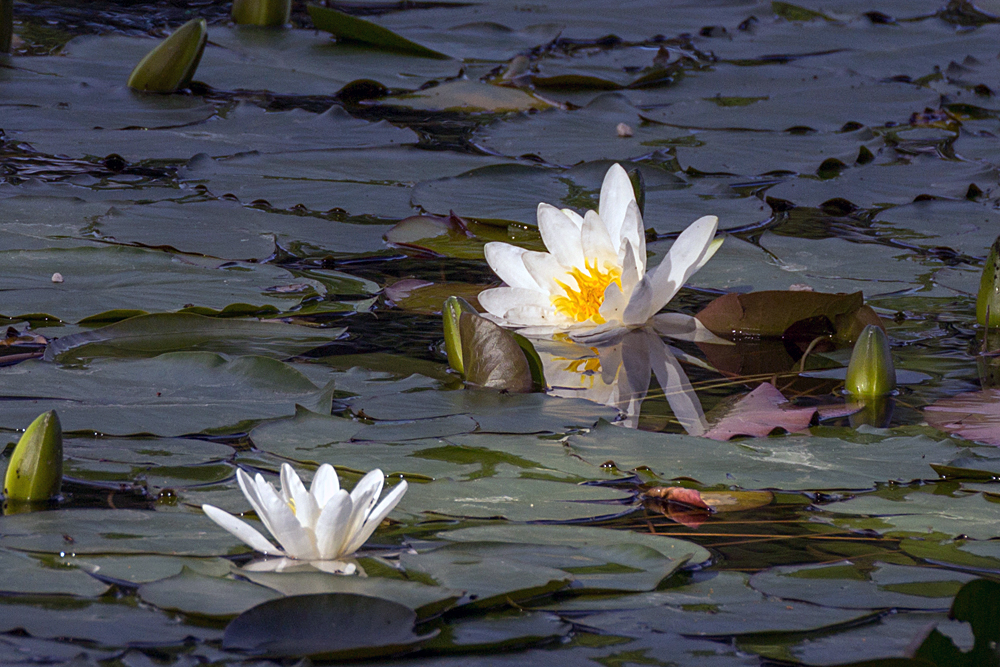 Seerose - nicht ganz mittig ;-)