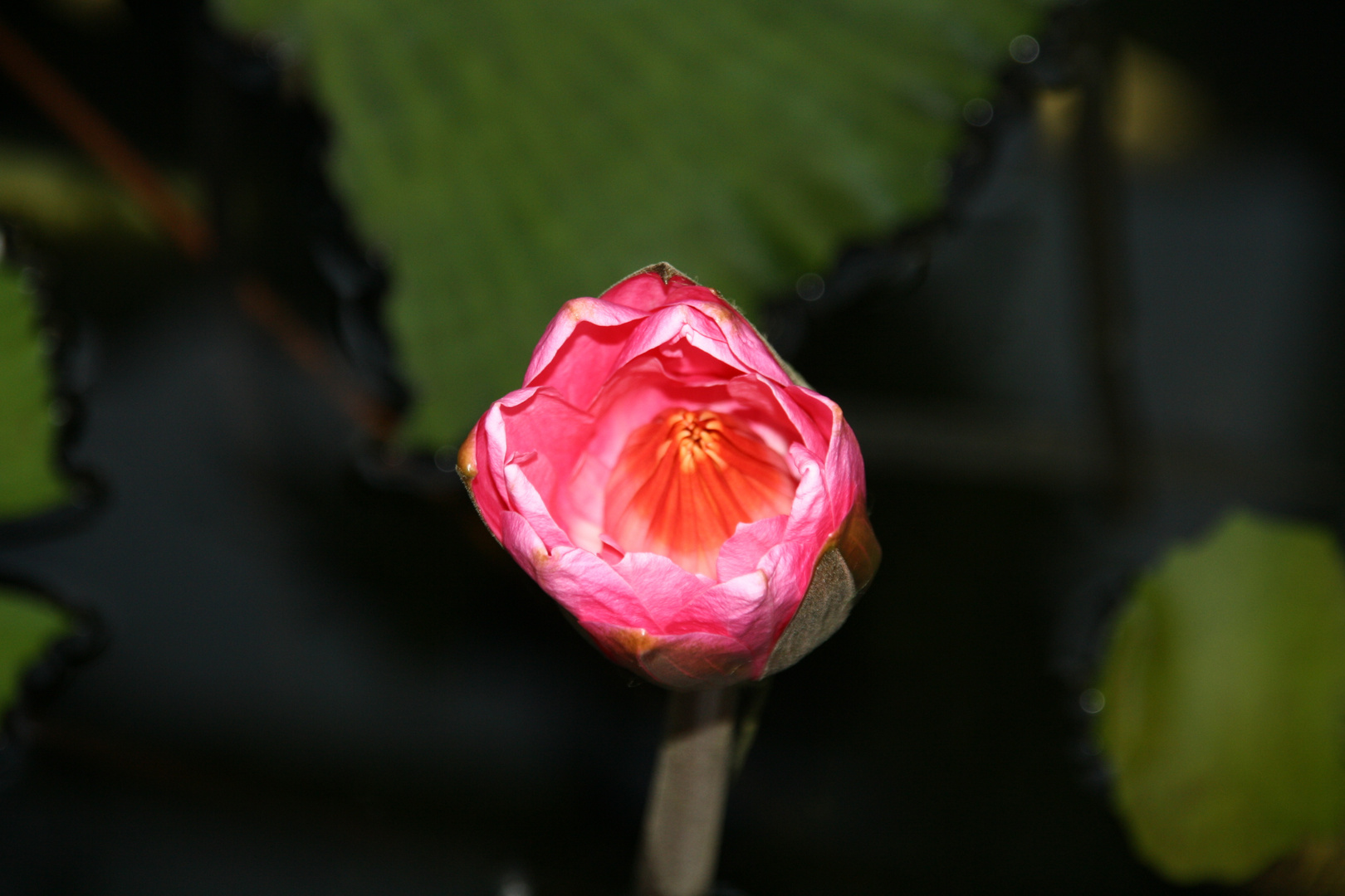 Seerose noch fast geschlossen