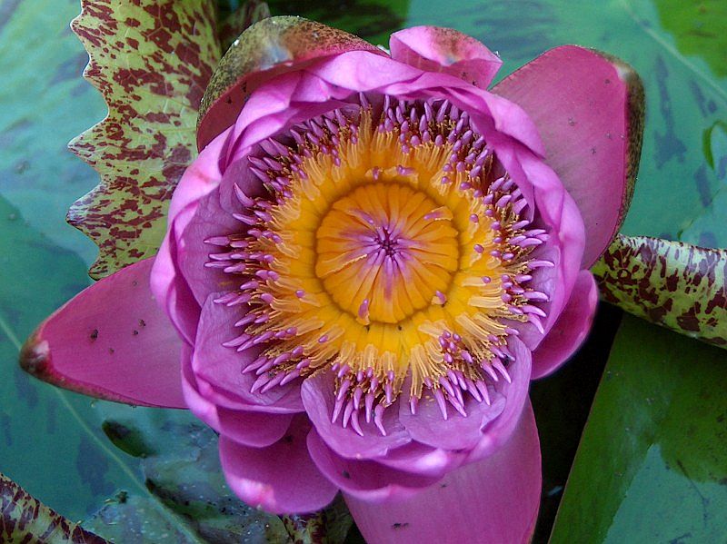 Seerose - Nymphaea von Daniela aus Franken