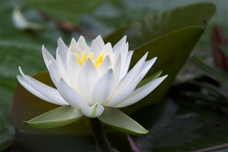 Seerose (Nymphaea Candidissima)