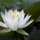 Seerose (Nymphaea Candidissima)