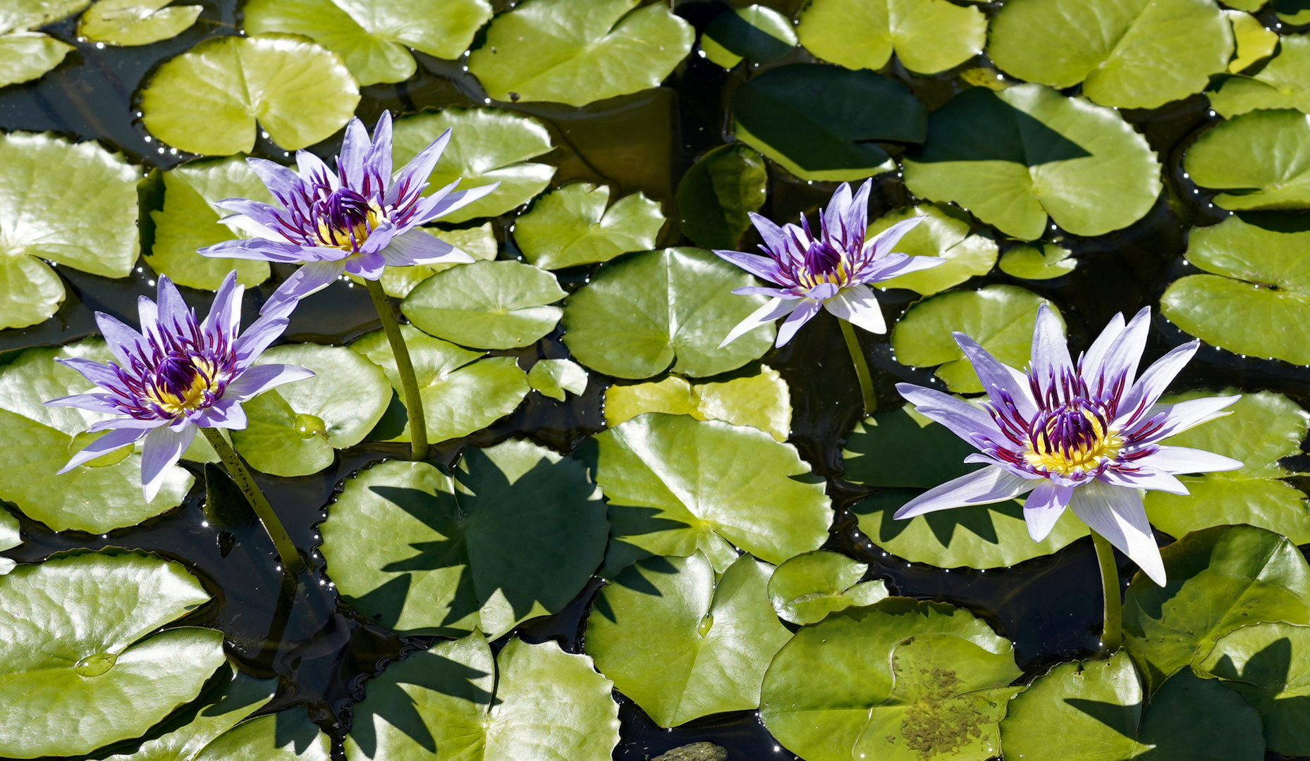 Seerose Nymphaea colorata