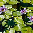 Seerose Nymphaea colorata