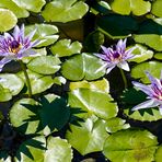 Seerose Nymphaea colorata