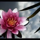 Seerose Nymphaea Hybr. "James Brydon" in einem Teich bei Greifswald