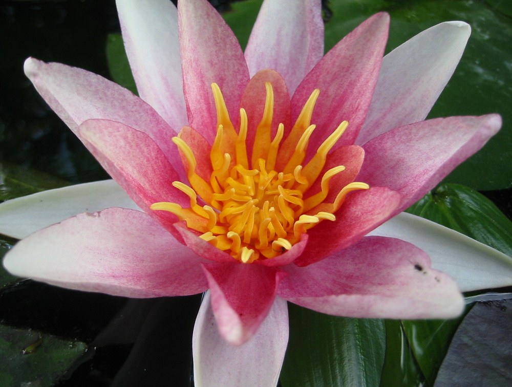 Seerose - Nymphaea 'Sioux'