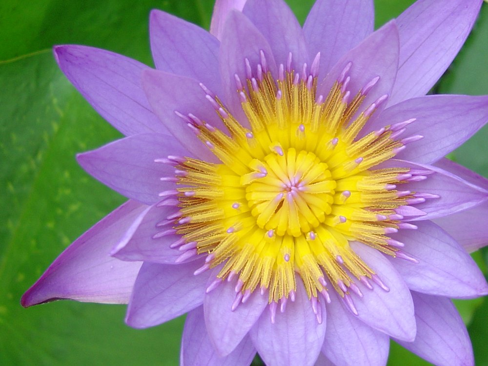 Seerose - Nymphaea stellata