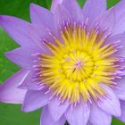 Seerose - Nymphaea stellata