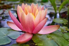 Seerose Nymphaea Wanvisa