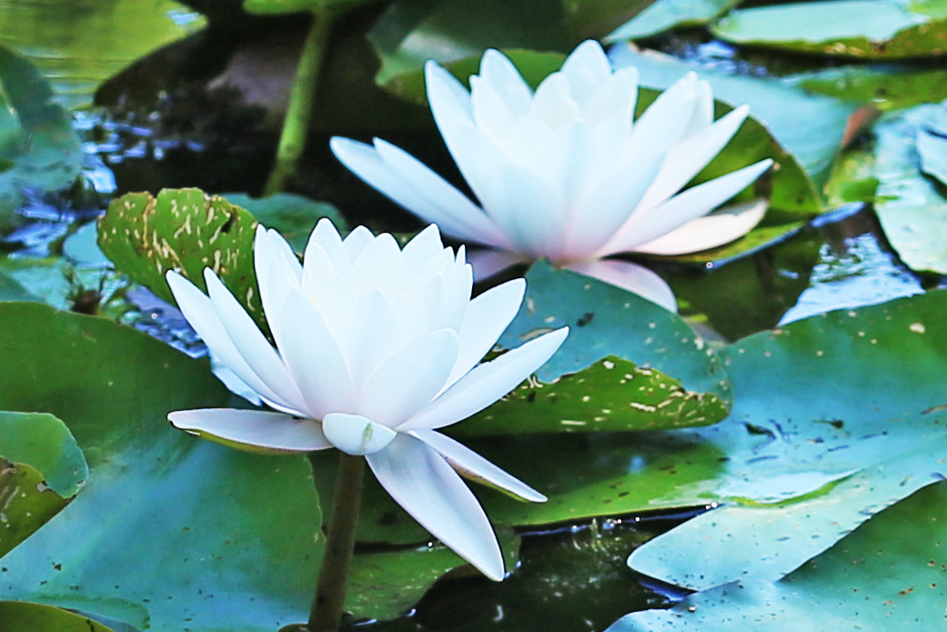 Seerose (Nymphea alba)