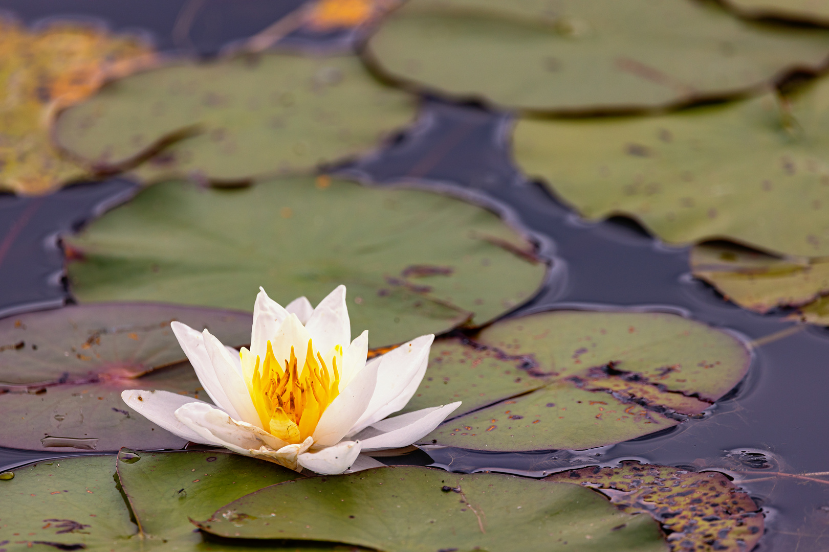 Seerose ohne Frosch