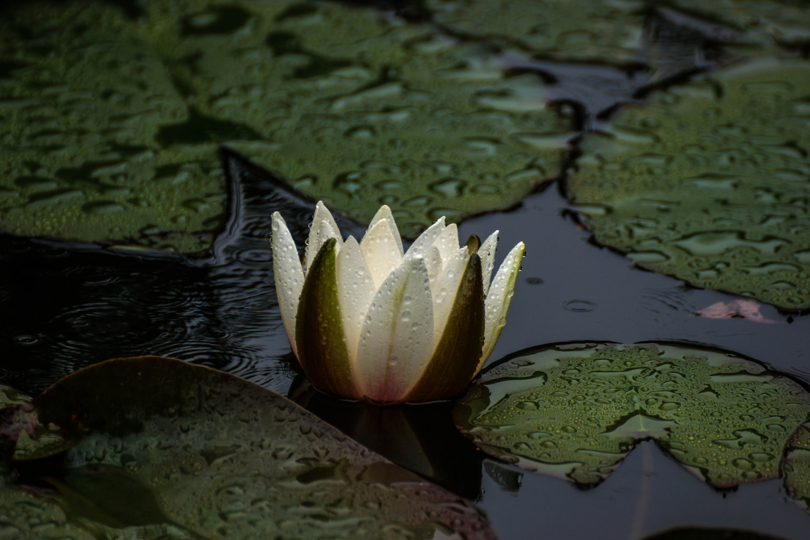 Seerose ohne Sonne