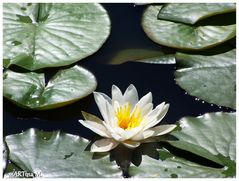 Seerose ohne Spiegelung