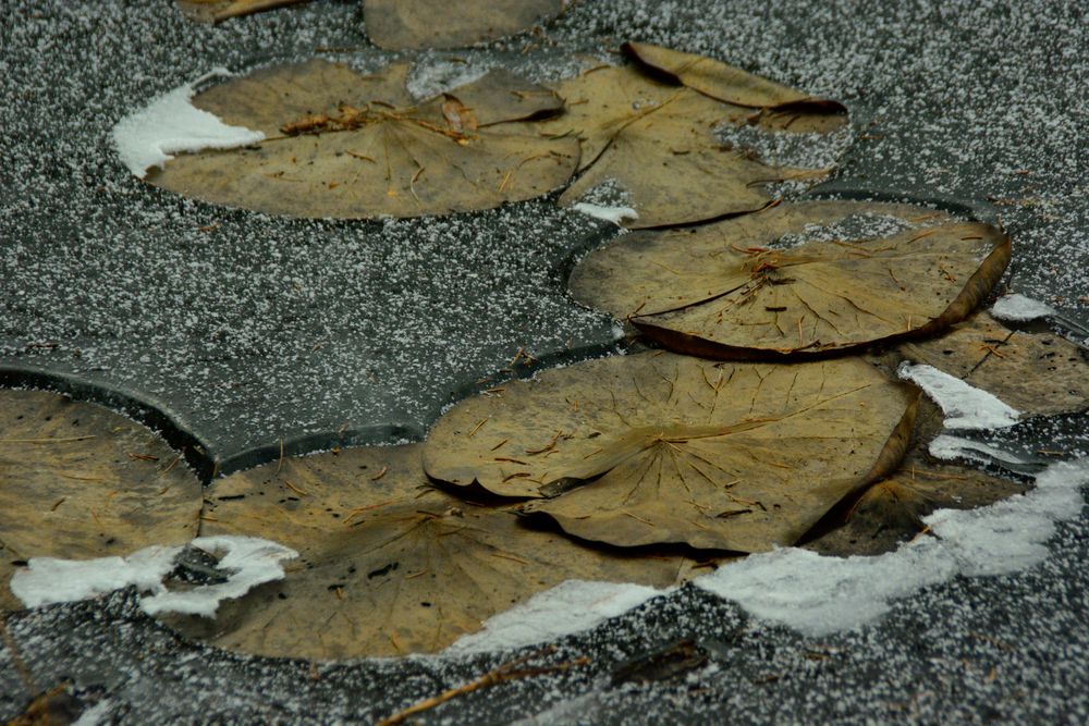 Seerose on the rocks