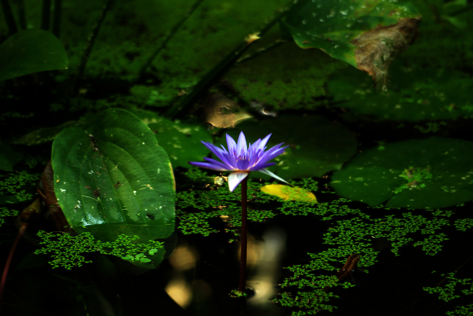 Seerose - Schönbrunn