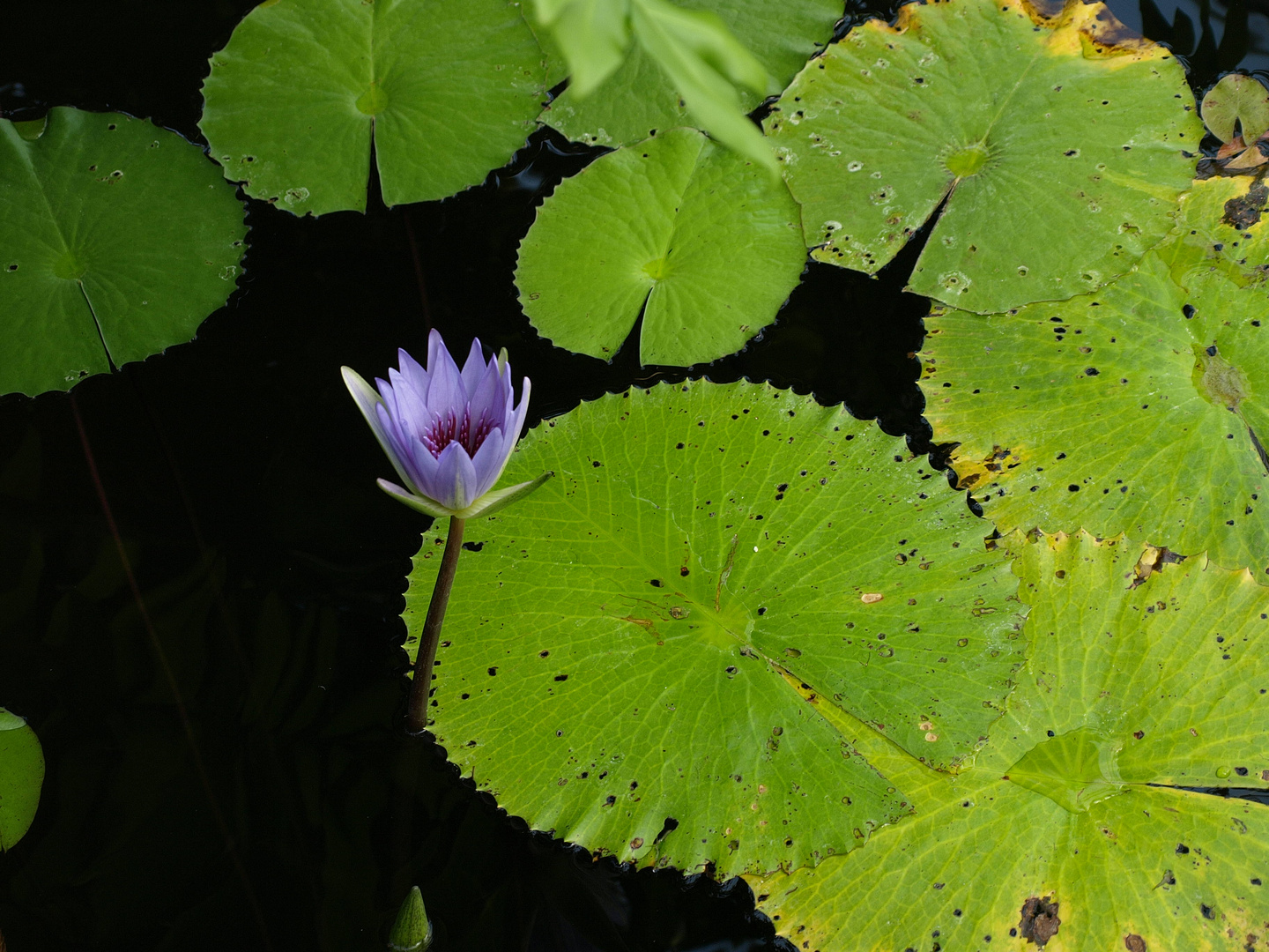 Seerose -> Sommertraum