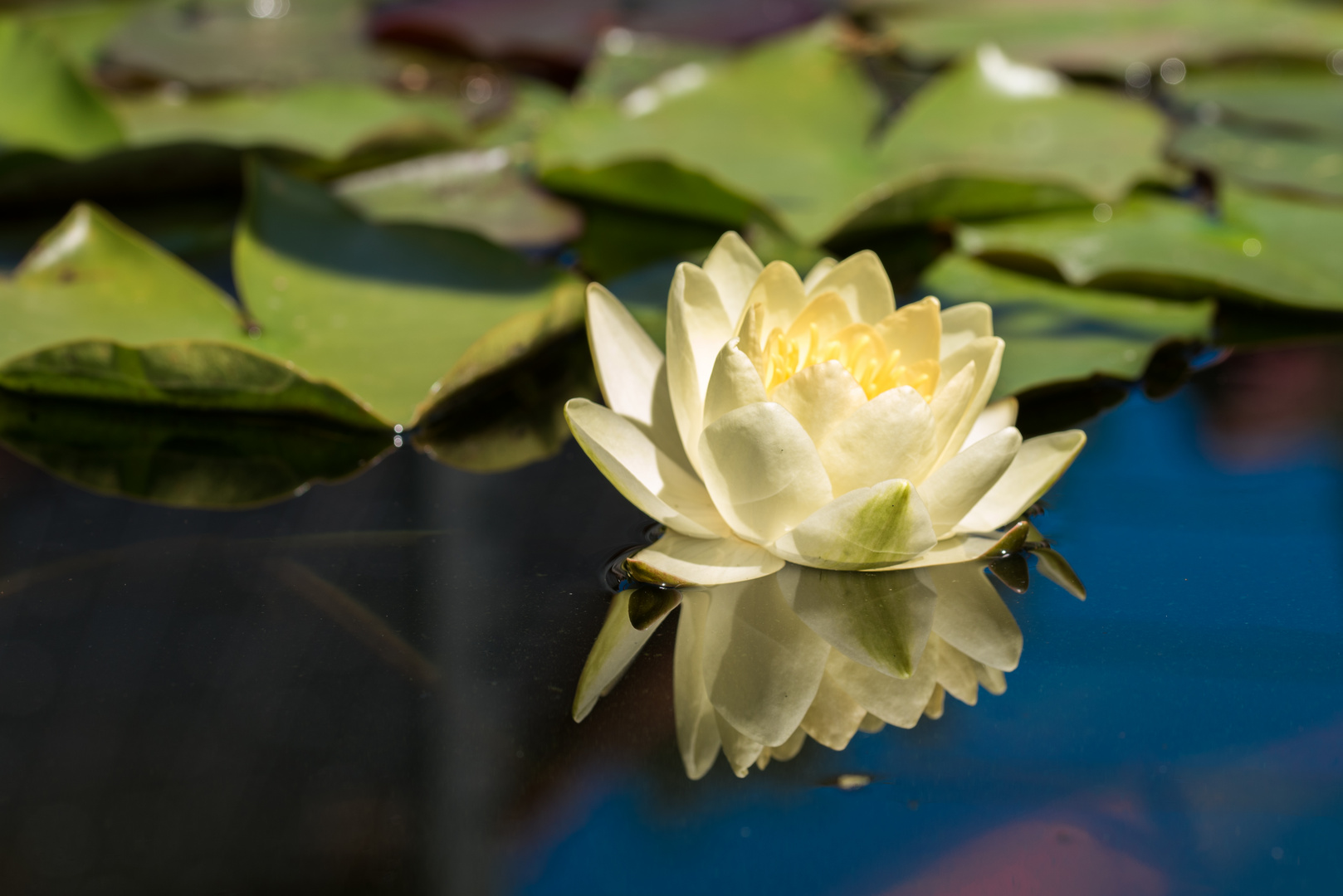 Seerose Spiegelung