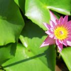 Seerose, Sri Lanka