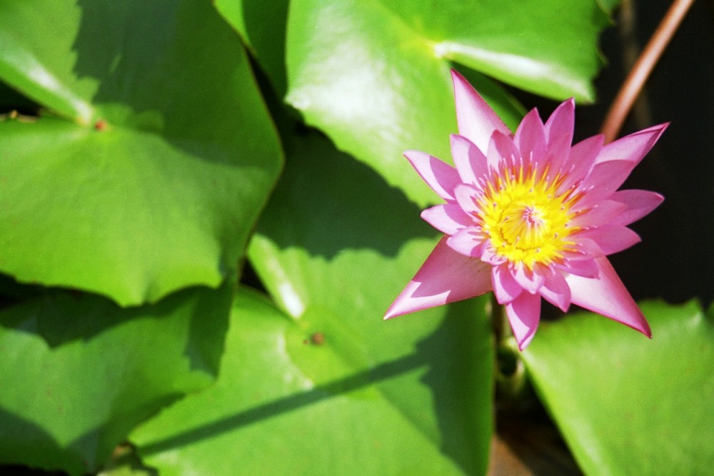 Seerose, Sri Lanka