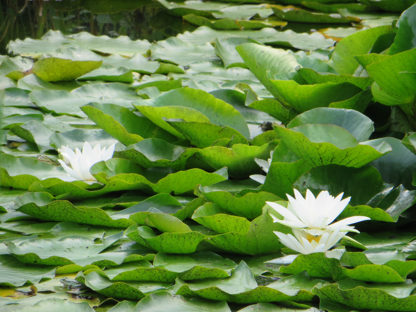 Seerose-Teich