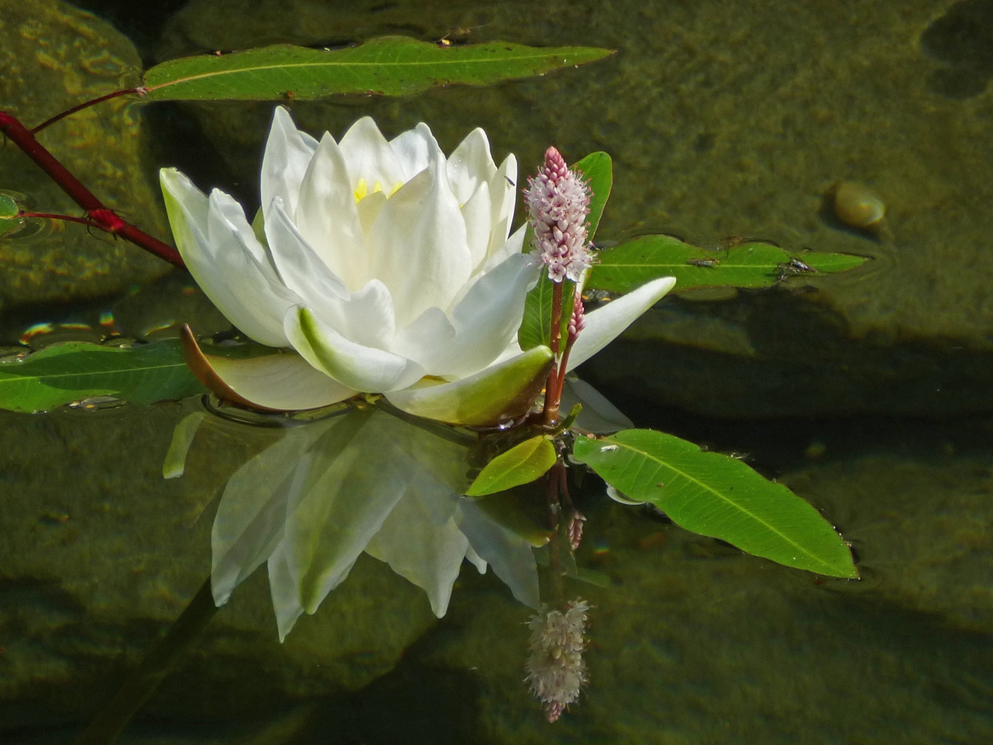 Seerose trifft Wasserknöterich