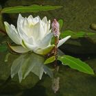 Seerose trifft Wasserknöterich