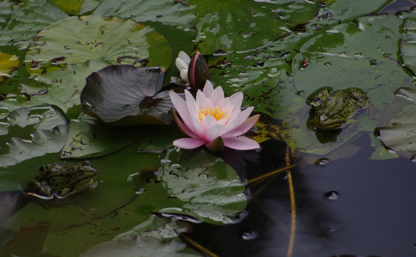 Seerose und Frösche in der Flora in Köln