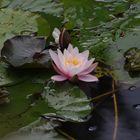 Seerose und Frösche in der Flora in Köln