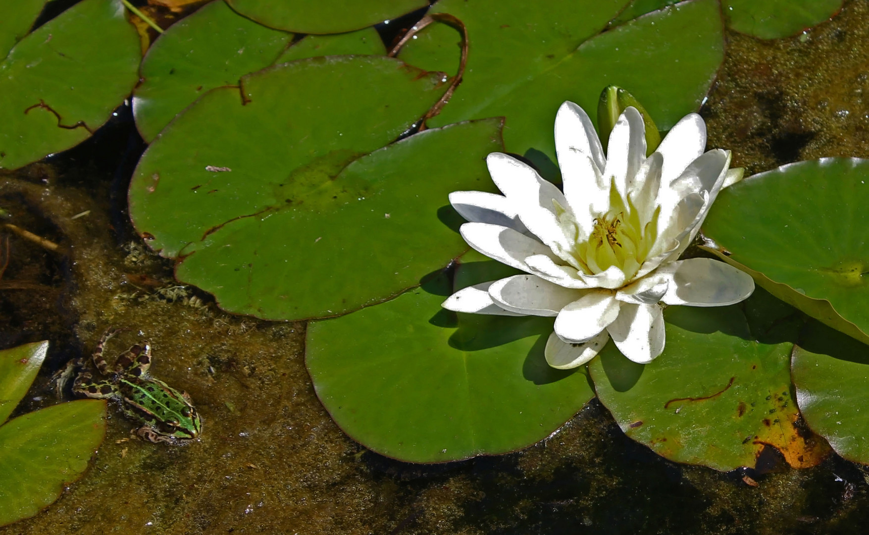 Seerose und Frosch im Teich Foto & Bild pflanzen, pilze & flechten