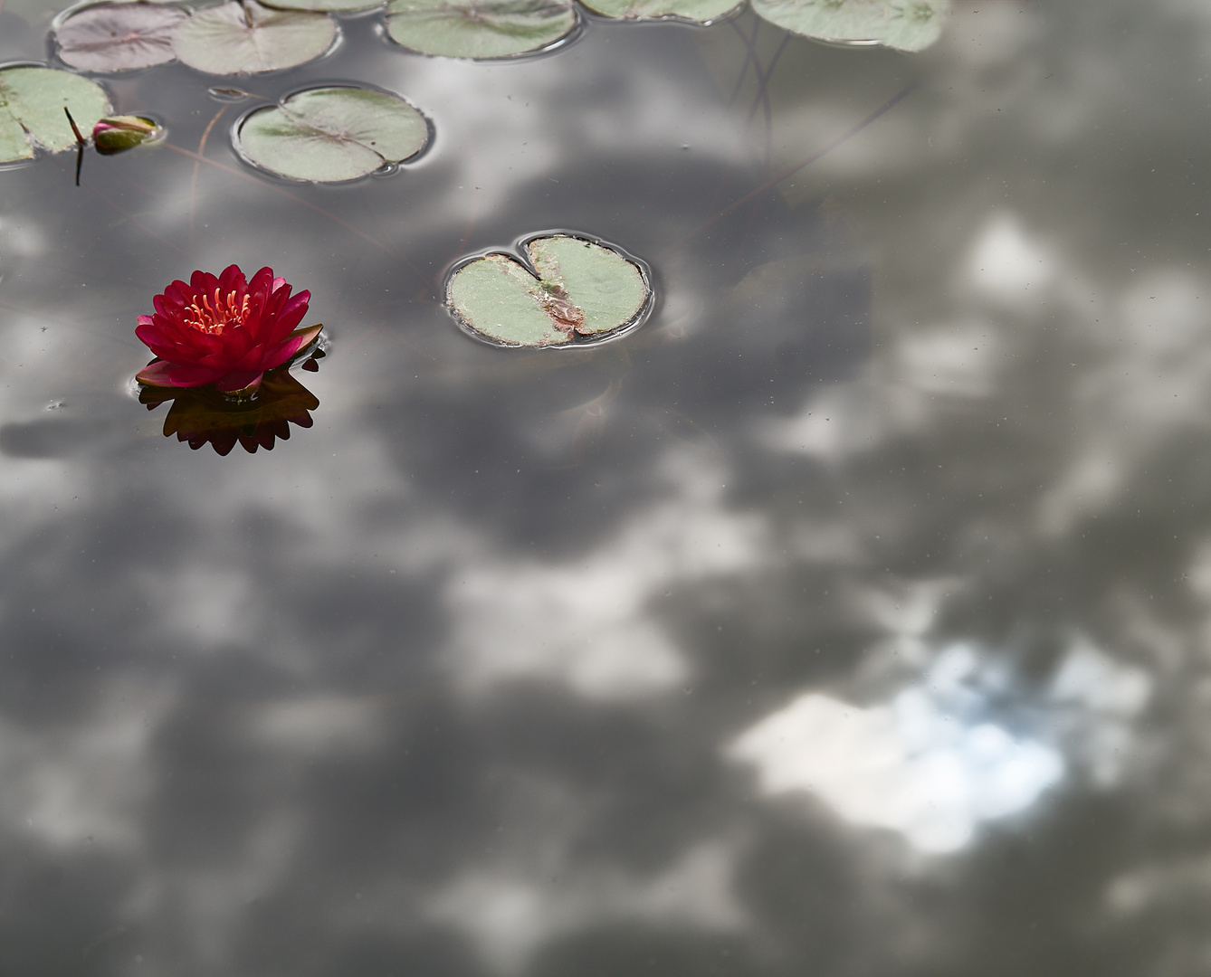 Seerose und Himmel