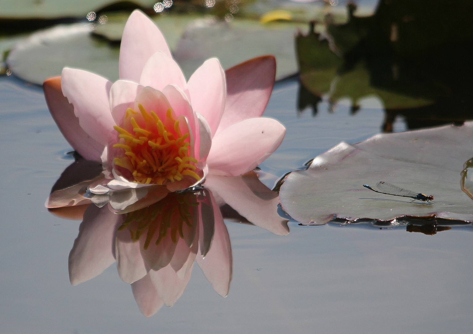 Seerose und Libelle