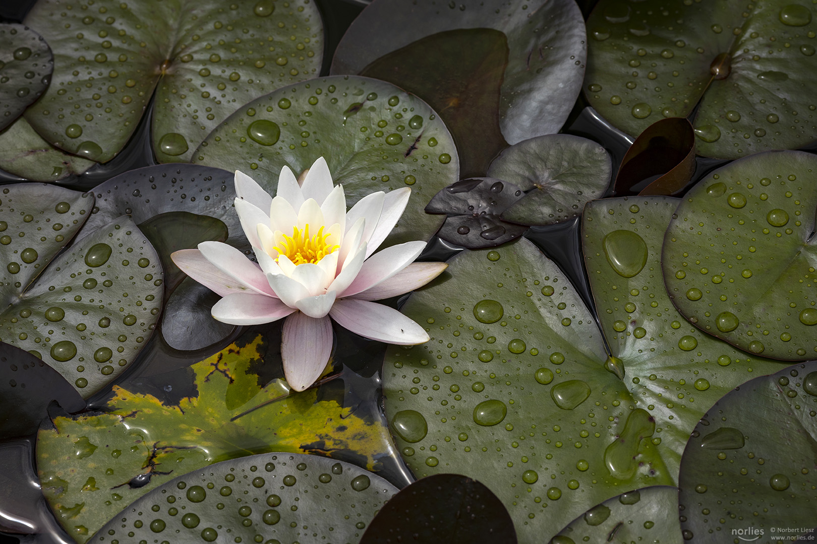 Seerose und Regentropfen