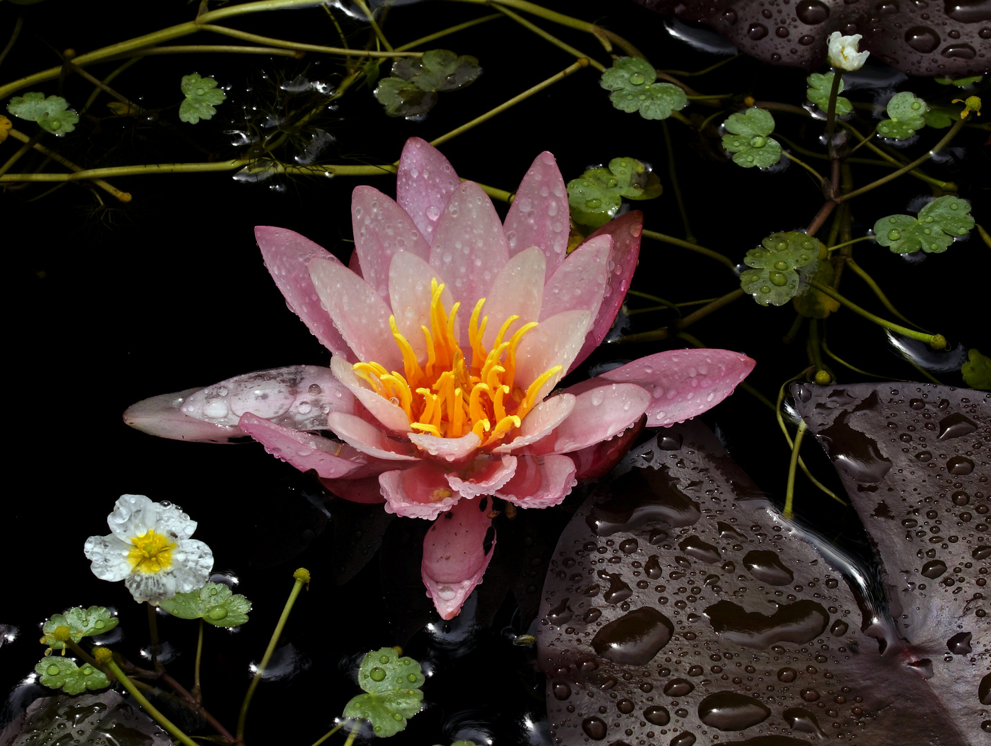 Seerose und Wasserhahnenfuß...