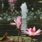 Seerose und Wasserspiel ( 02.08.13 )