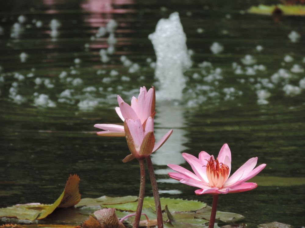 Seerose und Wasserspiel ( 02.08.13 )