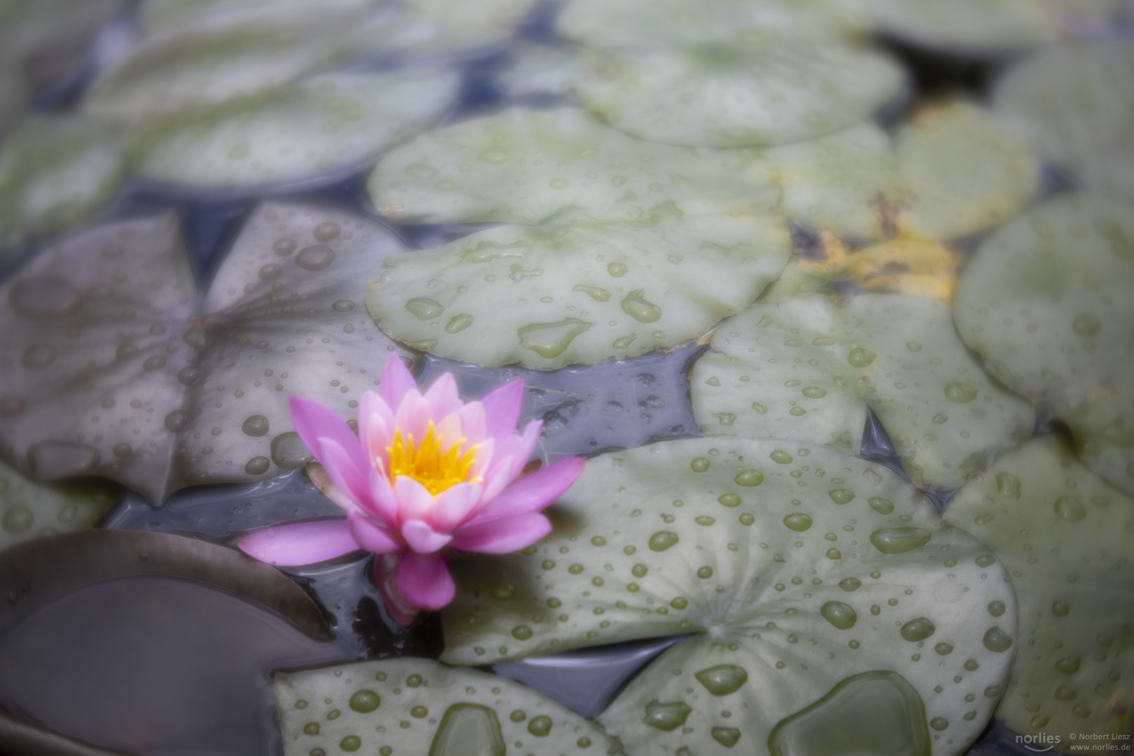 Seerose verträumt